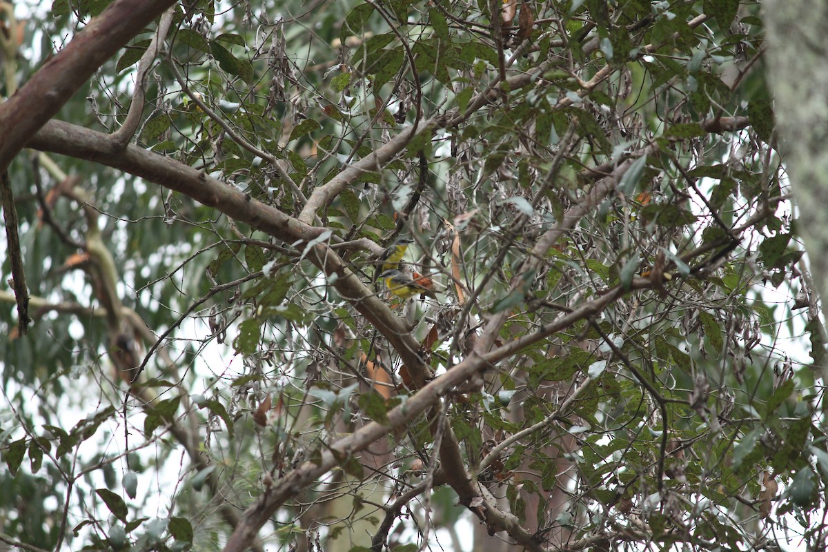 Eastern Yellow Robin - ML626273310