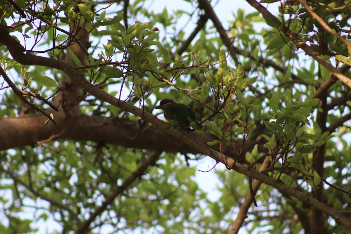 barbet bělolící - ML626273479