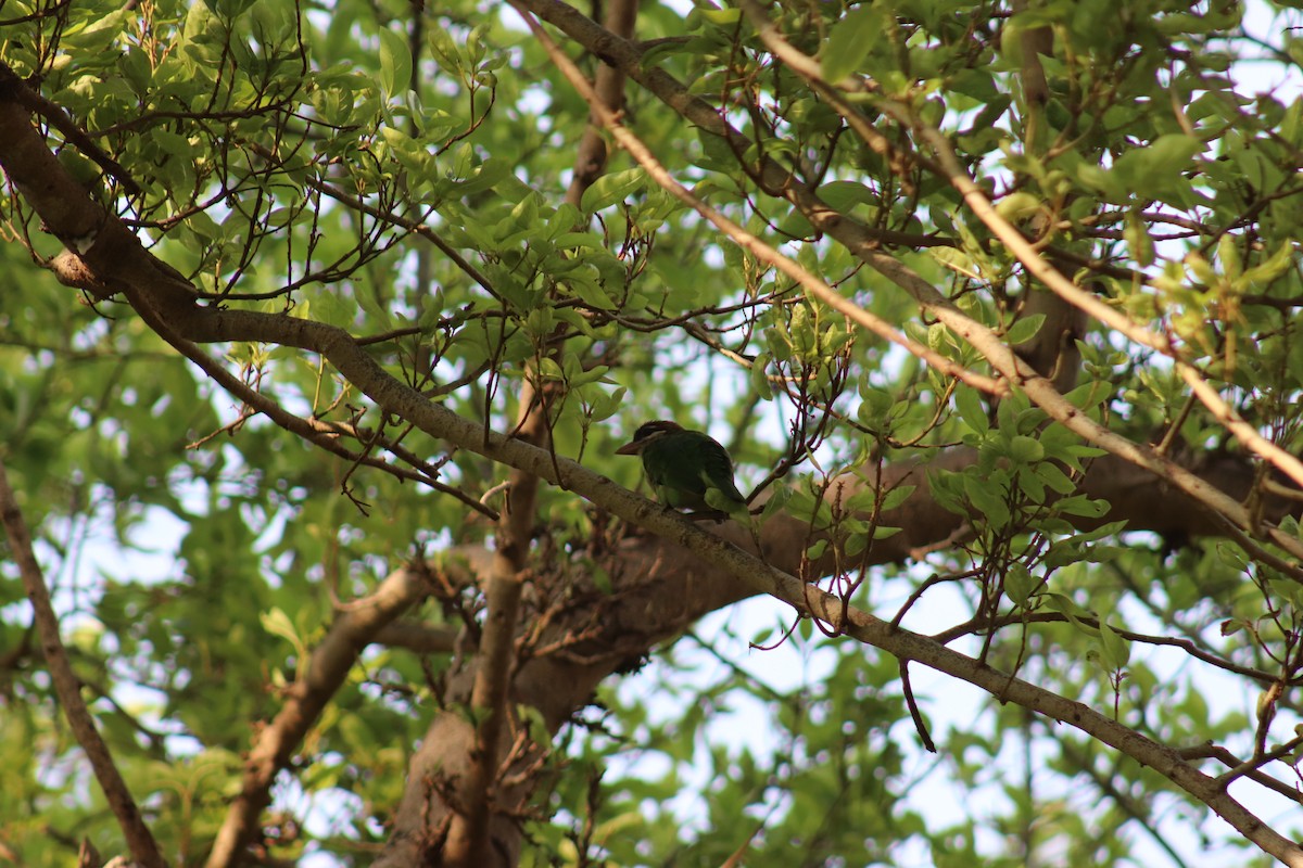 barbet bělolící - ML626273480