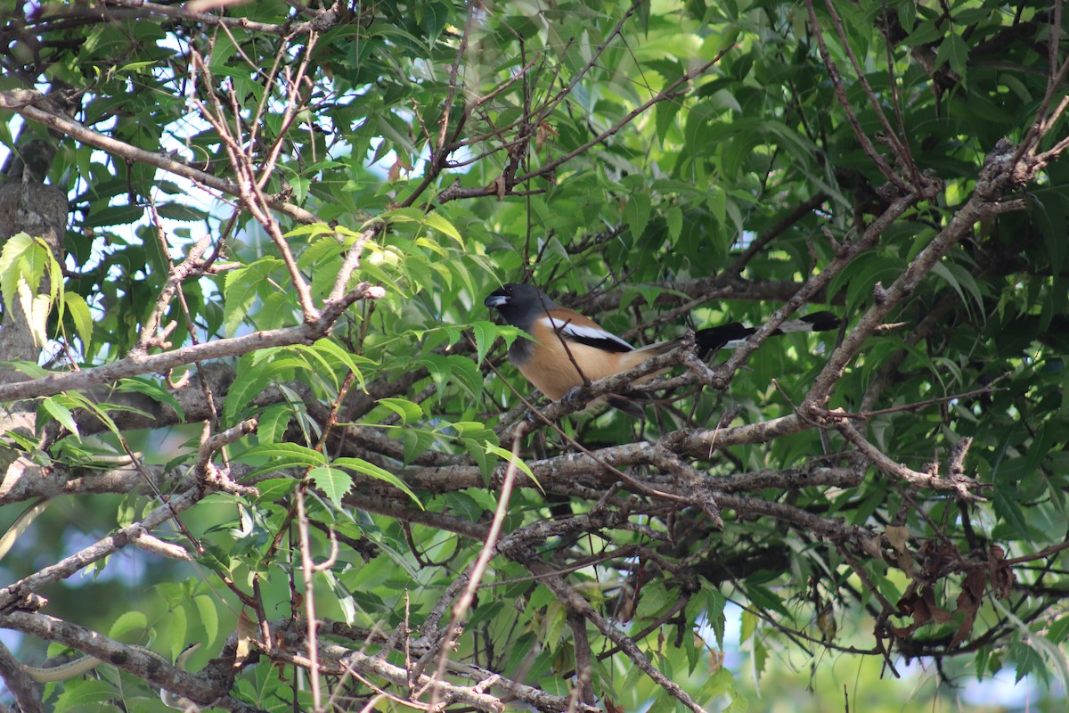 Rufous Treepie - ML626273483