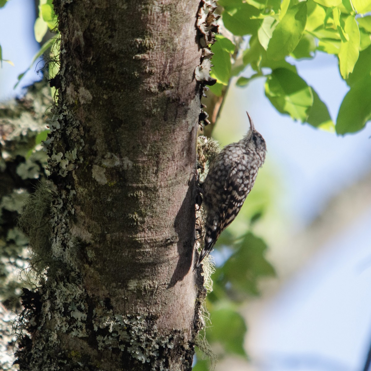 African Spotted Creeper - ML626273521