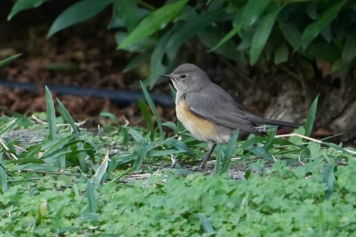 White-throated Robin - ML626273558