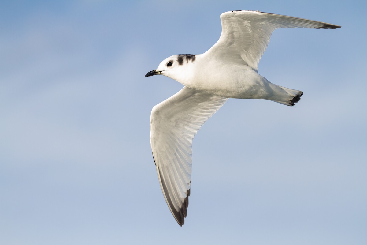 Black-legged Kittiwake - ML626273642