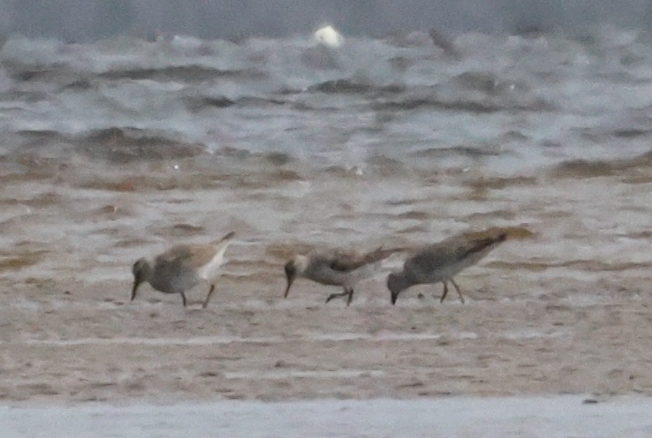 Bécasseau maubèche - ML626273807