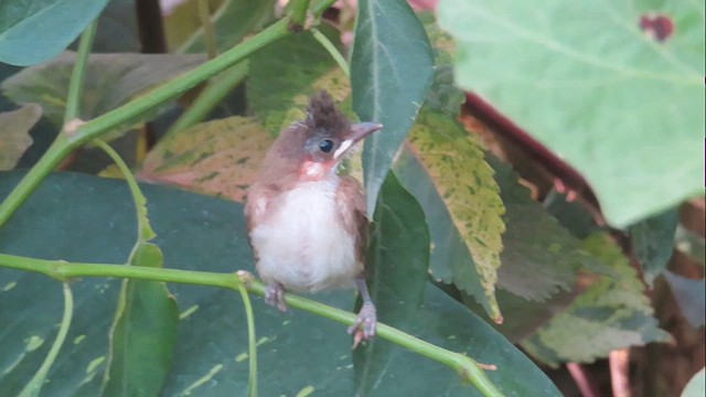 Red-whiskered Bulbul - ML626273872