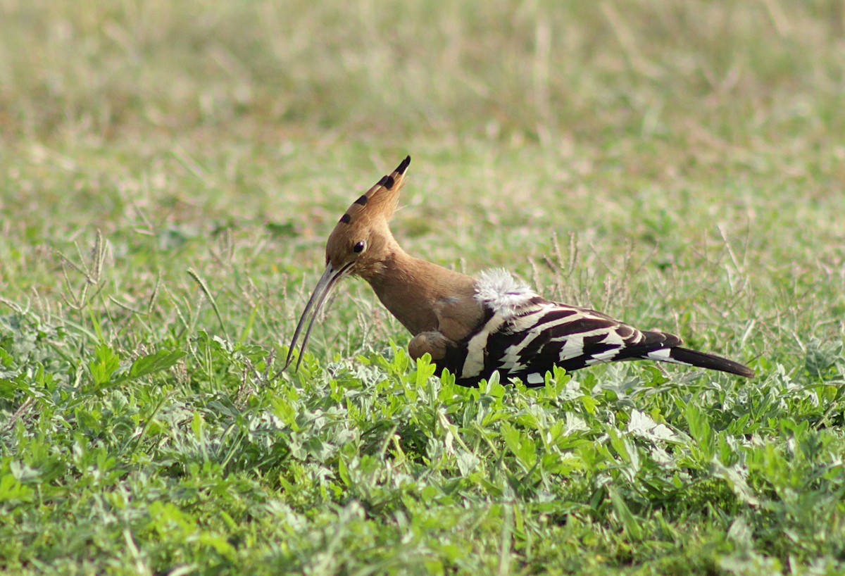 Common Hoopoe - ML626274789