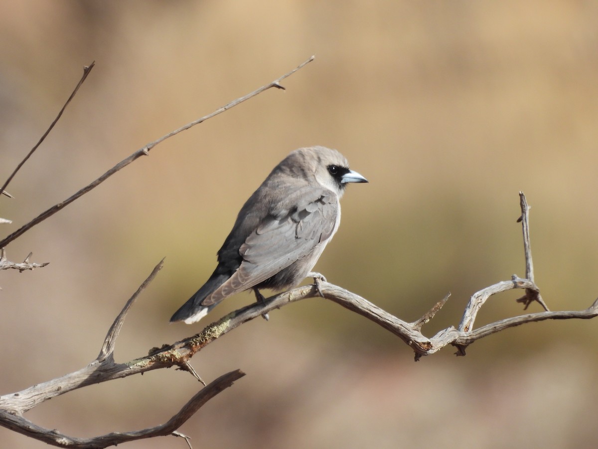 Black-faced Woodswallow - ML626274891
