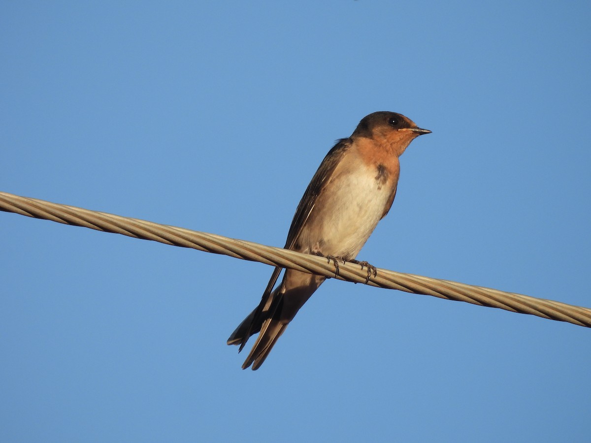 Welcome Swallow - ML626274892