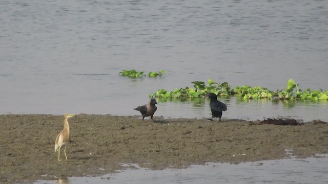 Little Cormorant - ML626274995