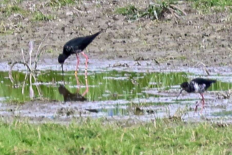 Black Stilt - ML626275108