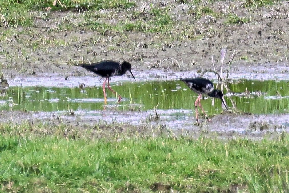 Black Stilt - ML626275109