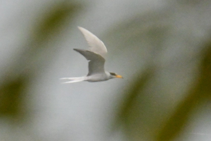 River Tern - ML626275144