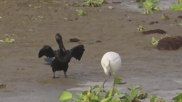 Little Cormorant - ML626275168