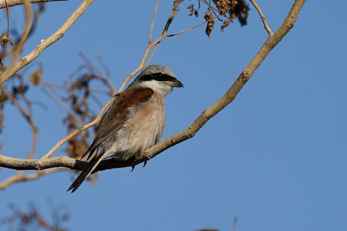 Red-backed Shrike - ML626275200