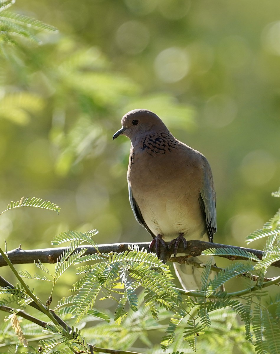 Laughing Dove - ML626275211