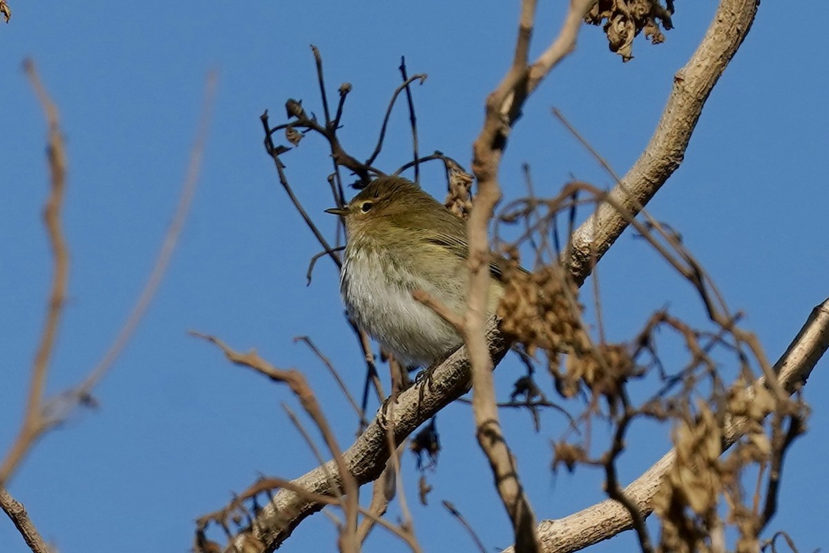 Common Chiffchaff - ML626275220