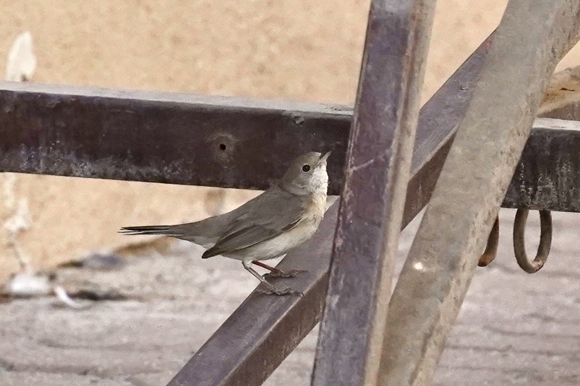 Menetries's Warbler - ML626275221