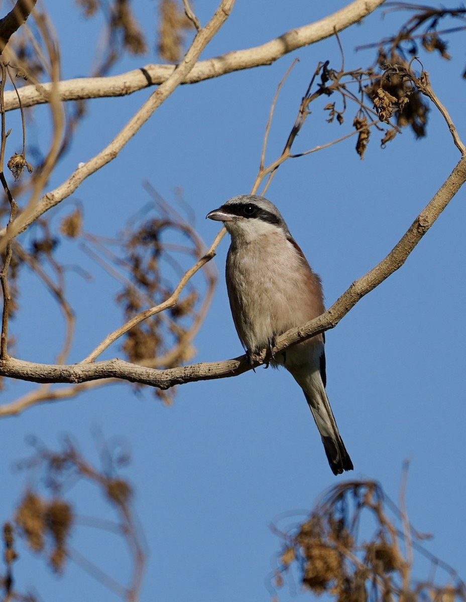 Red-backed Shrike - ML626275234