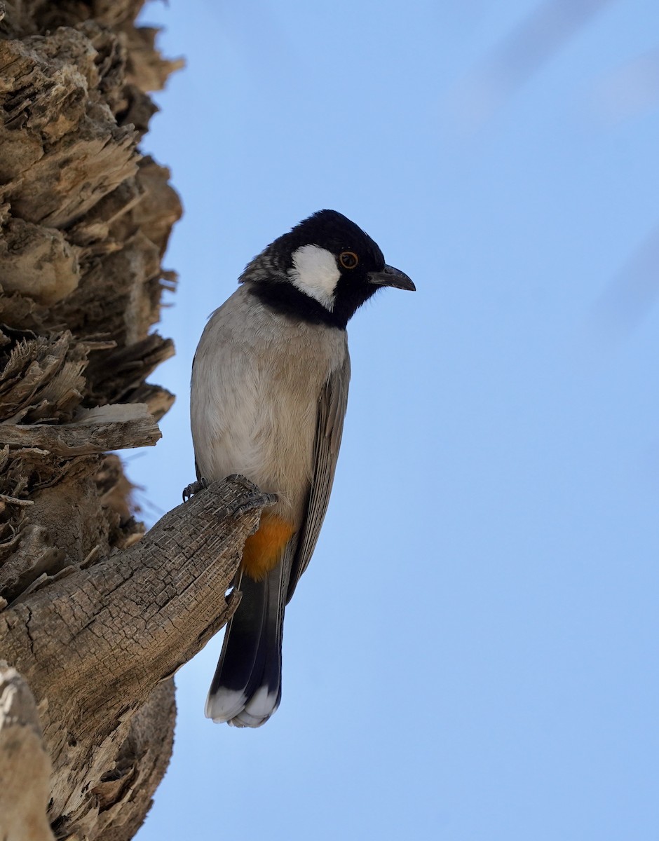 White-eared Bulbul - ML626275236