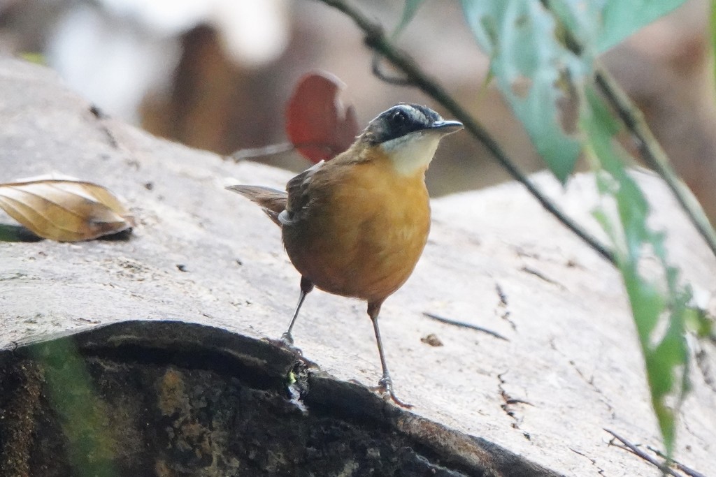 Bornean Black-capped Babbler - ML626275364