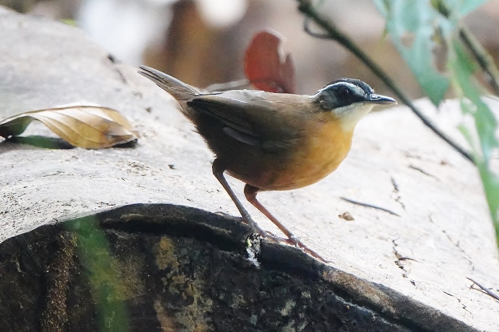 Bornean Black-capped Babbler - ML626275367