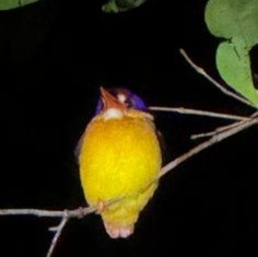 Rufous-backed Dwarf-Kingfisher - ML626275476