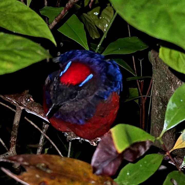 Garnet Pitta - ML626275479