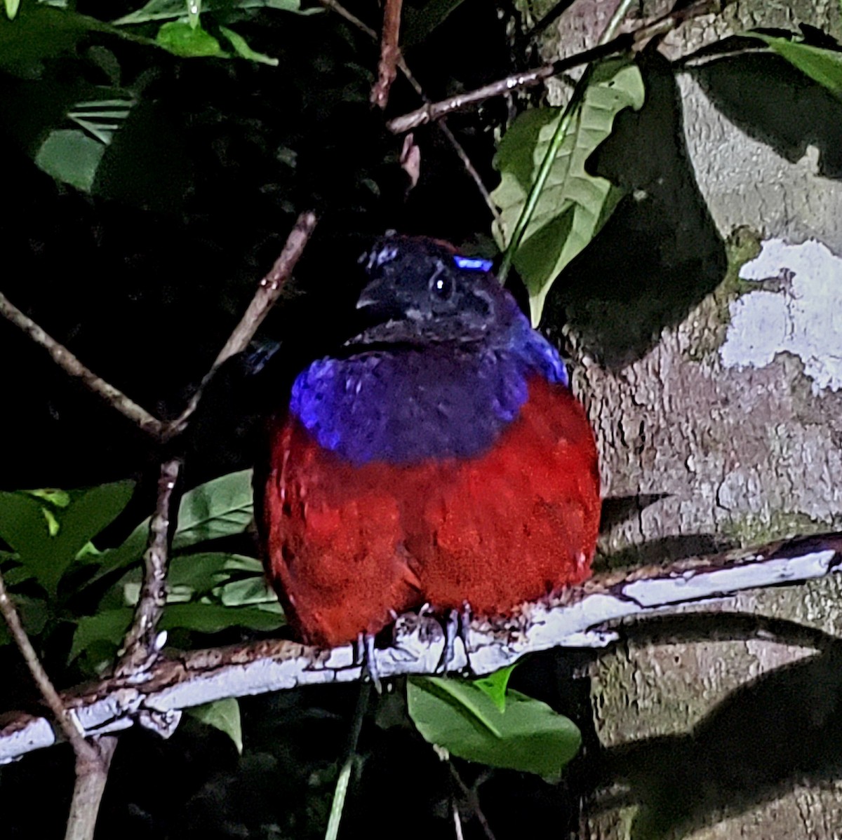 Garnet Pitta - ML626275480