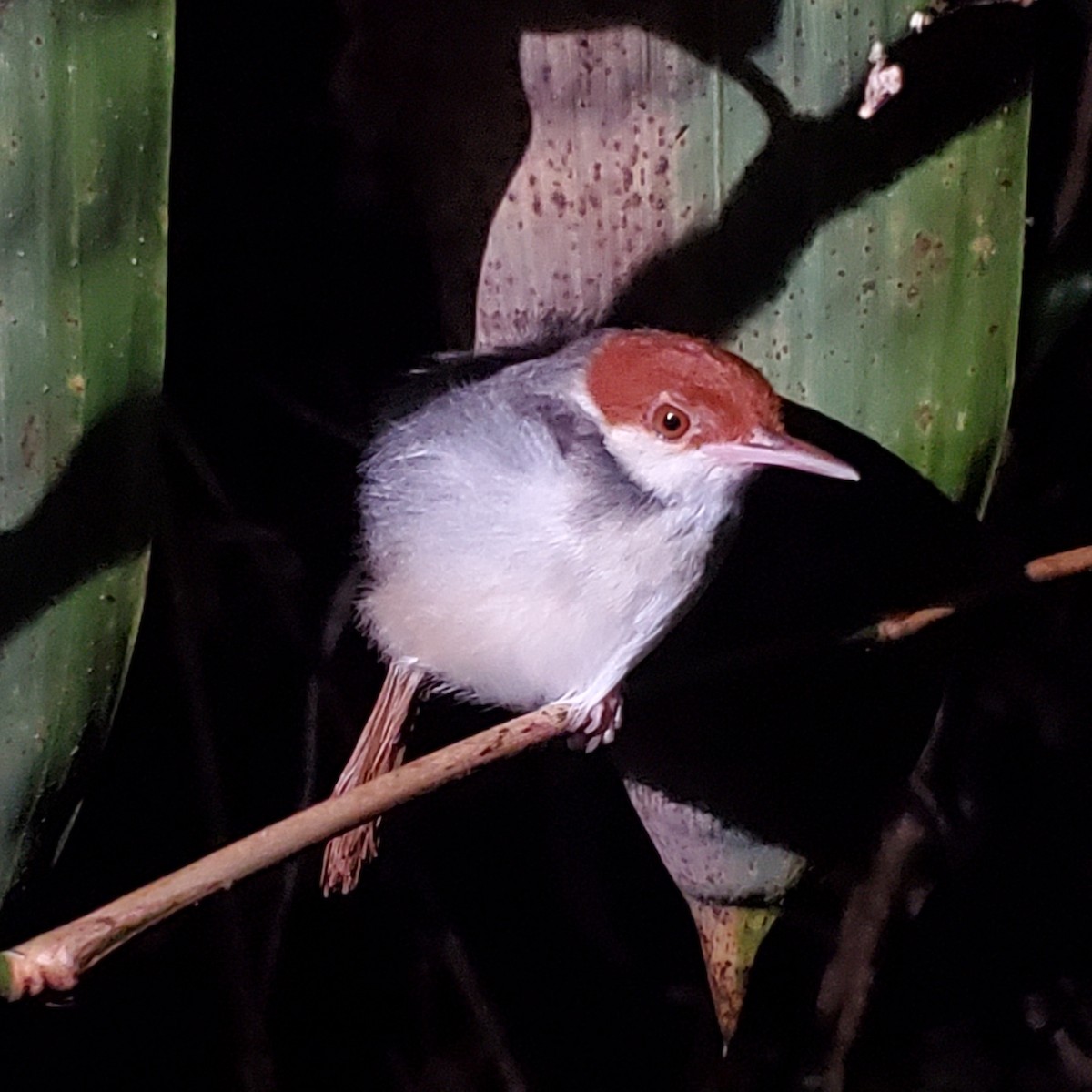 Dark-necked Tailorbird - ML626275483