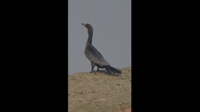 Little Cormorant - ML626275603