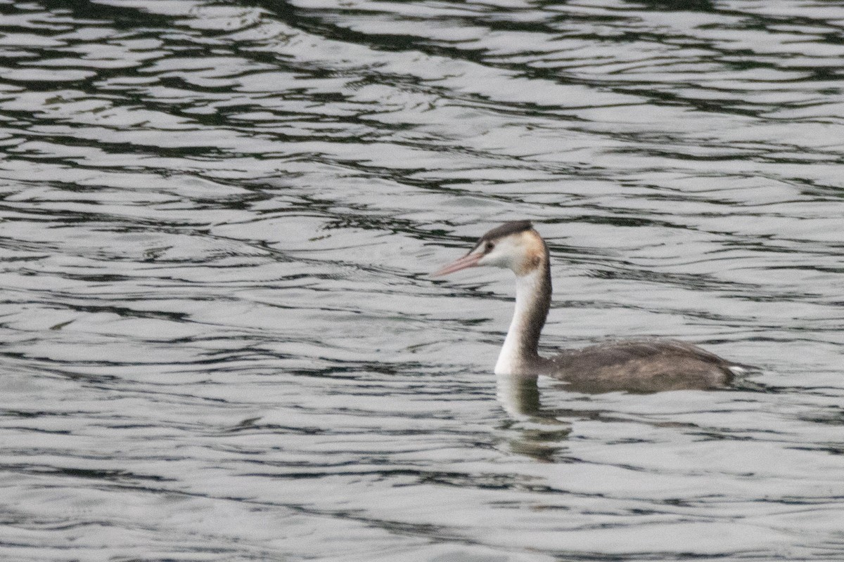 Great Crested Grebe - ML626275766
