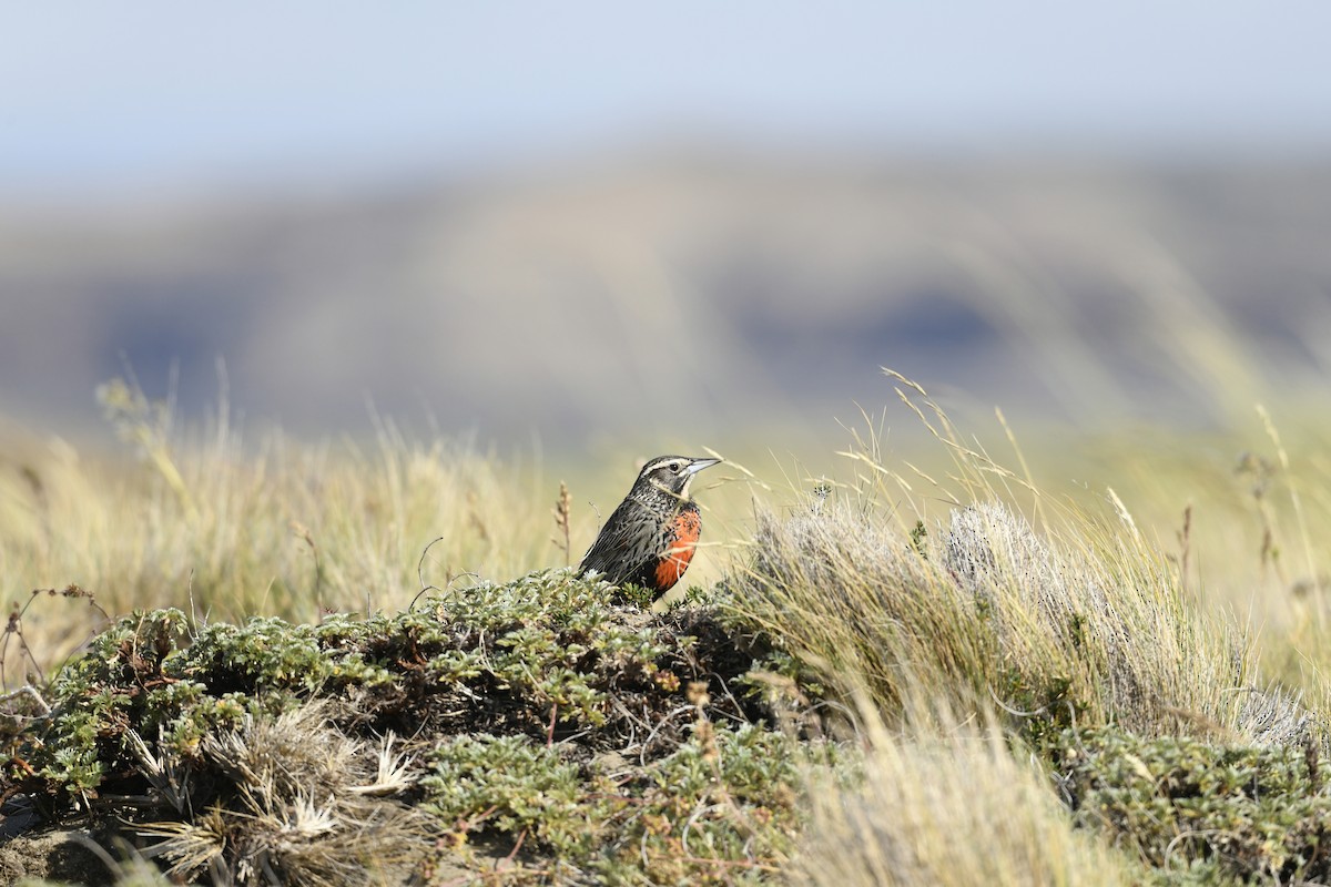 オナガマキバドリ - ML626276100