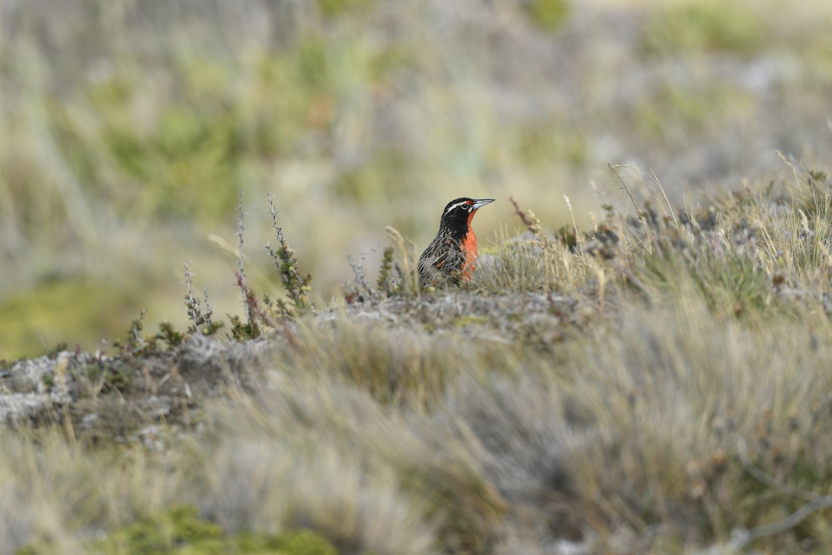 オナガマキバドリ - ML626276101