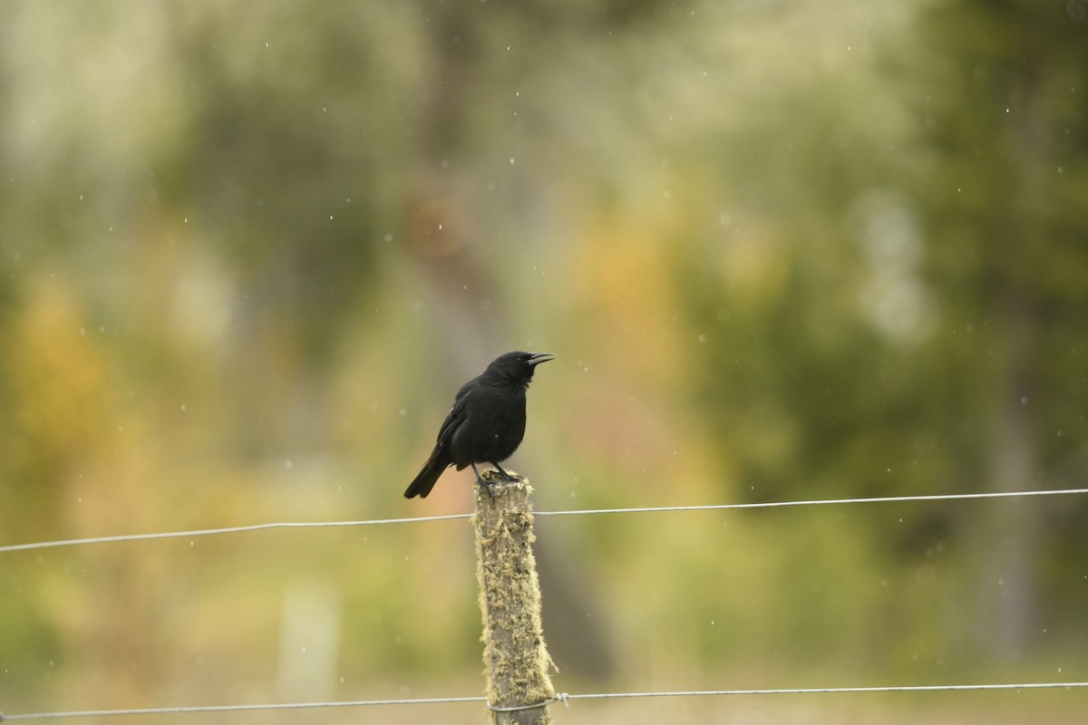 ミナミムクドリモドキ - ML626276106