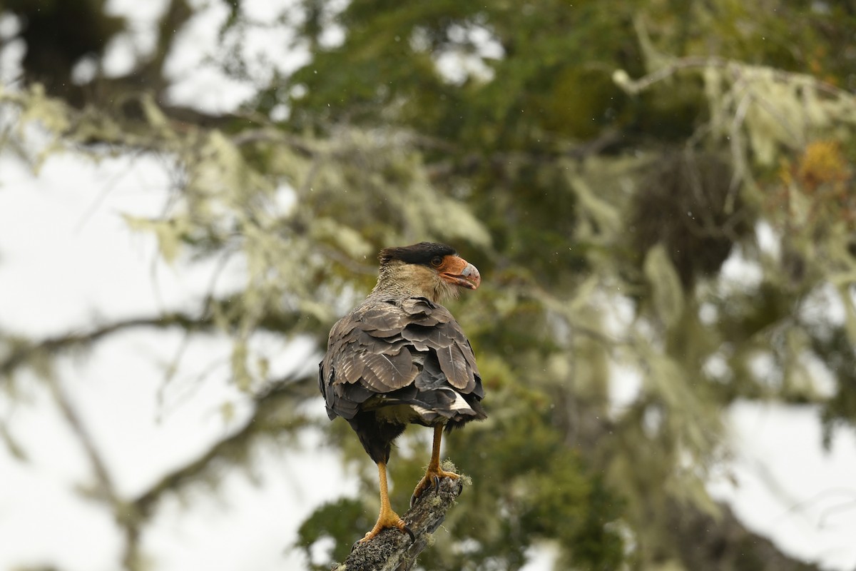 ミナミカラカラ - ML626276108