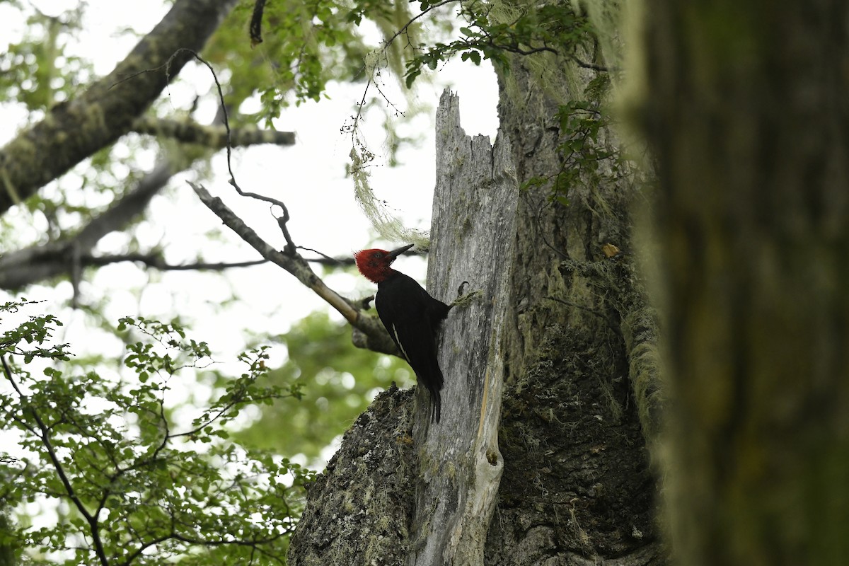 マゼランキツツキ - ML626276112