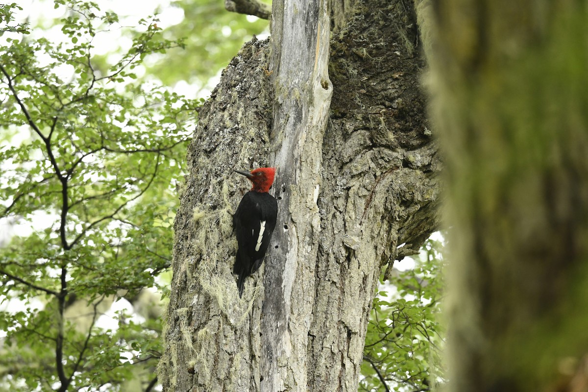 マゼランキツツキ - ML626276113