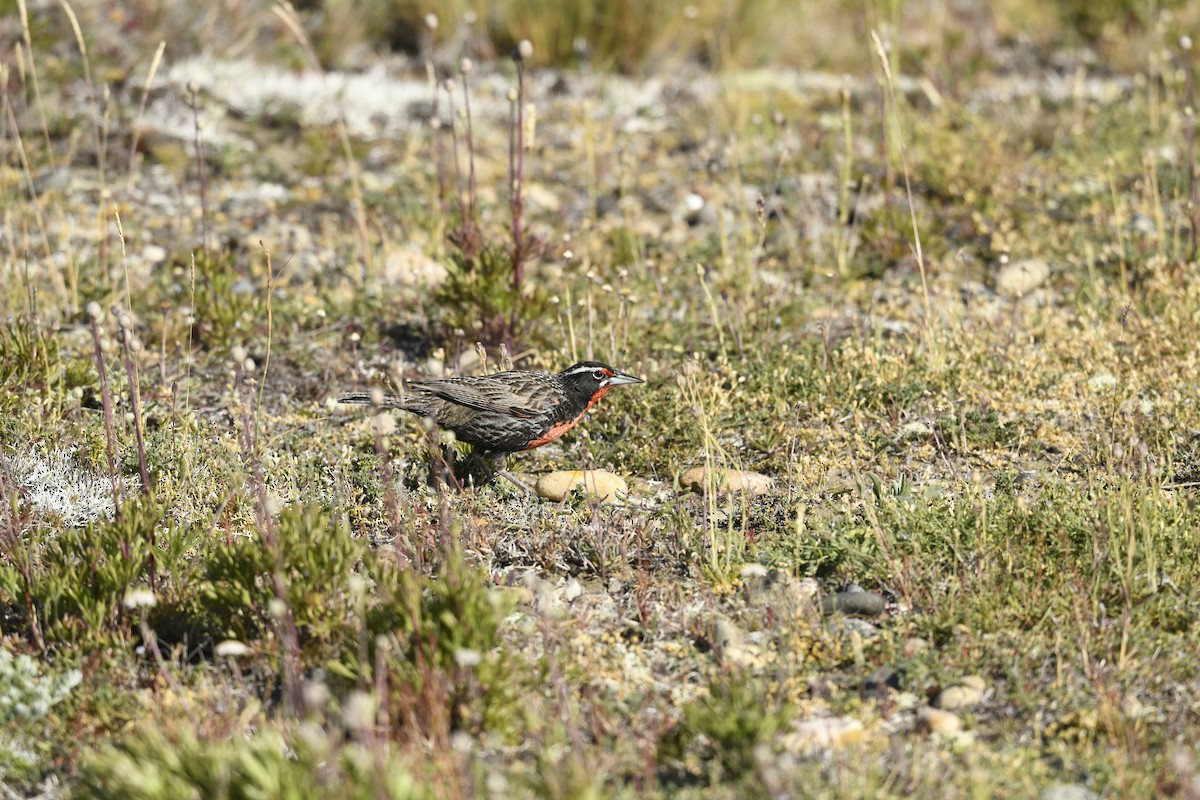 オナガマキバドリ - ML626276134