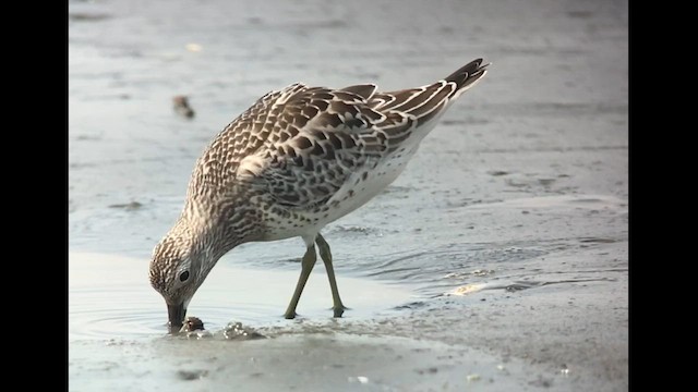 Great Knot - ML626276252