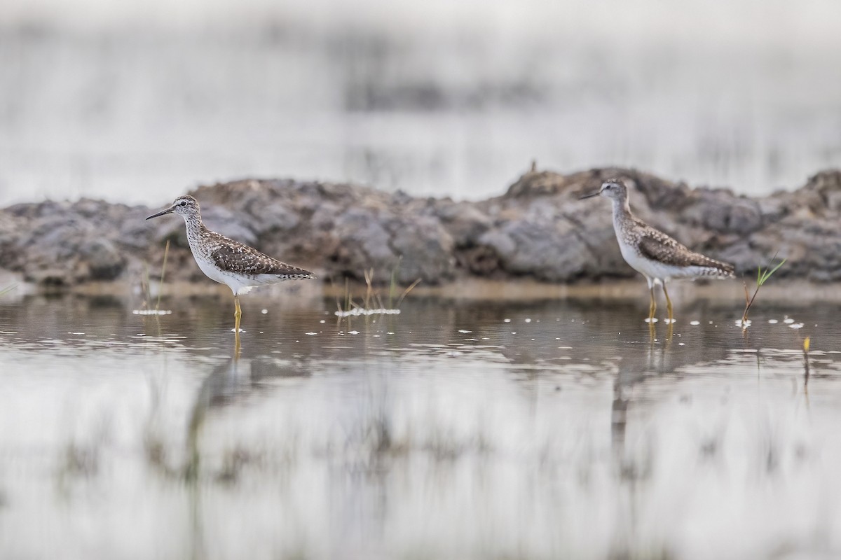 Wood Sandpiper - ML626276293