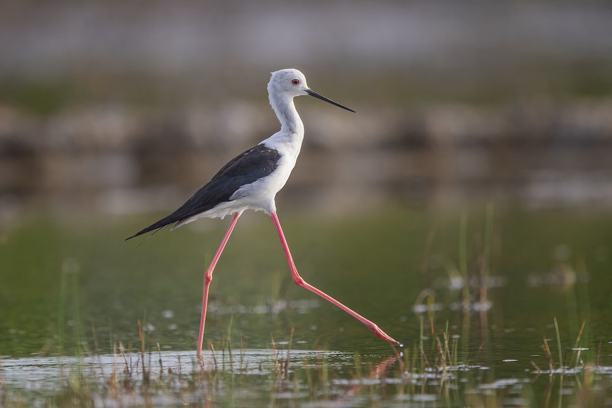 Black-winged Stilt - ML626276297