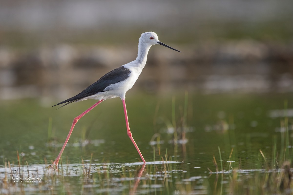 Black-winged Stilt - ML626276298