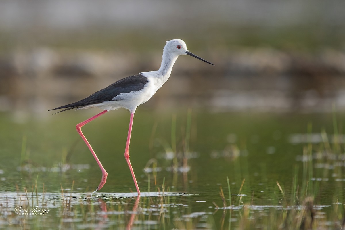 Black-winged Stilt - ML626276299