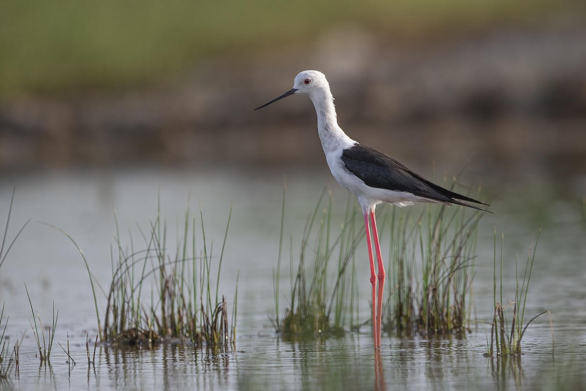 Black-winged Stilt - ML626276302