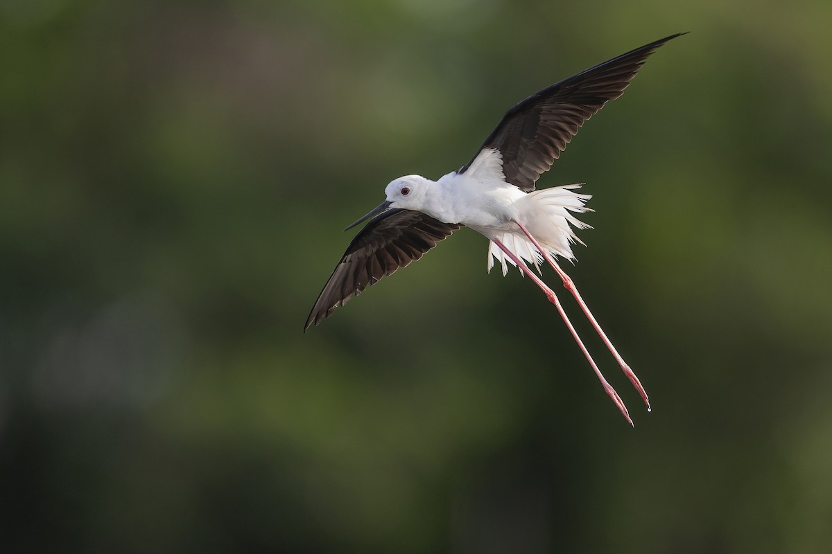 Black-winged Stilt - ML626276303