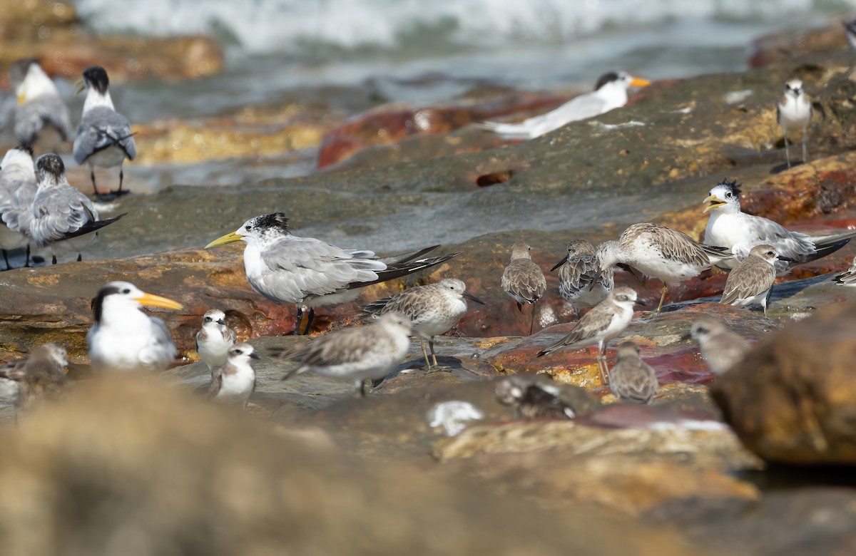 Lesser Crested Tern - ML626276361