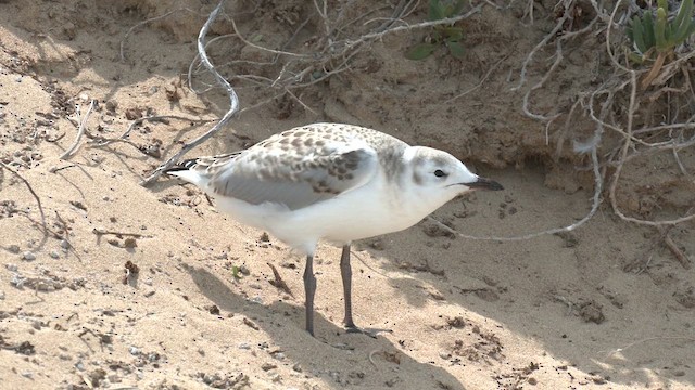 Silver Gull (Silver) - ML626276374