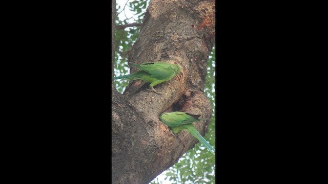 ホンセイインコ - ML626276392
