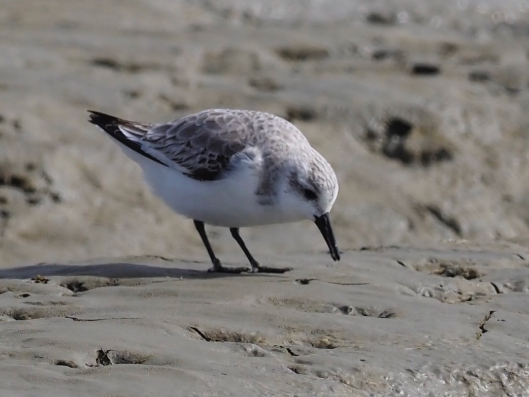 Bécasseau sanderling - ML626276440