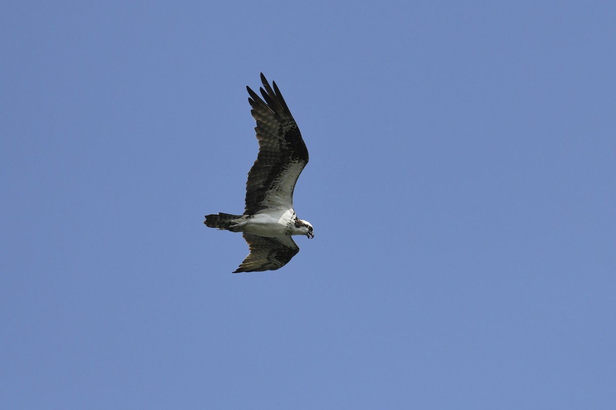 Balbuzard pêcheur - ML626276460